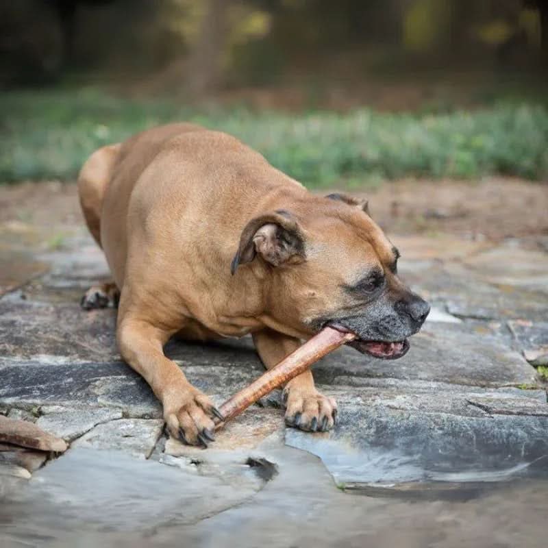 Monster Bully Sticks 12-Inch | Extra-Thick, Odor-Free Dog Chew