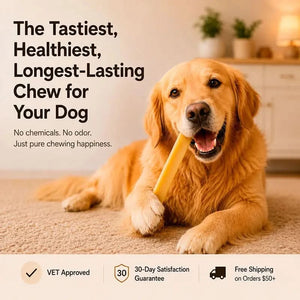 Dog happily chewing a Himalayan Yak Chew — long-lasting natural dog chew | Safe Dog Co