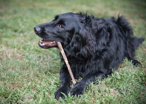 Bully Sticks 12-Inch Standard — dog happily chewing natural bully stick | Safe Dog Co