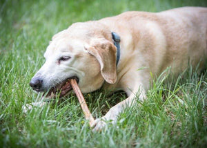 Bully Sticks 12-Inch Standard — close-up of premium natural beef dog chew