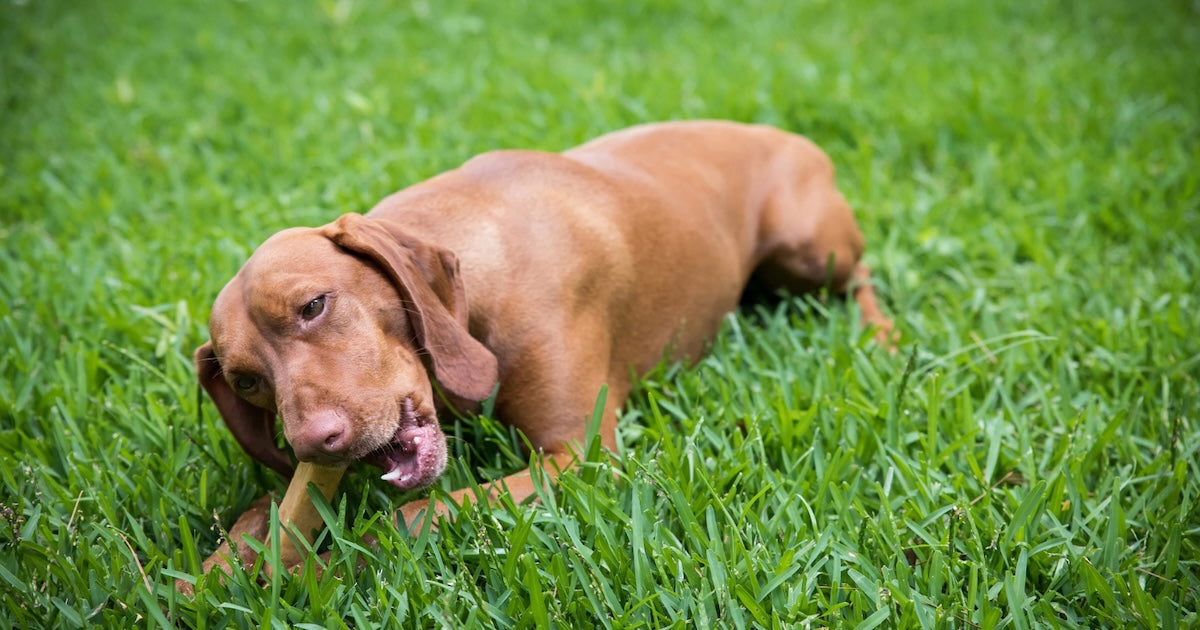 Best Dog Chews for Traveling With Dogs