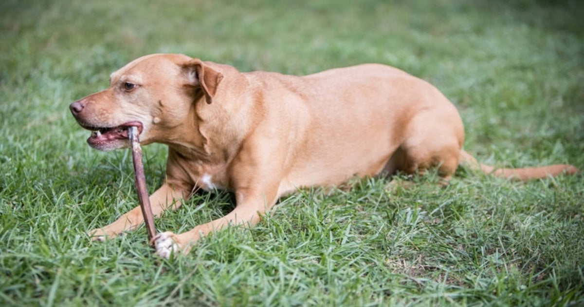 Summer Dog Chew Safety: Keep Pets Cool