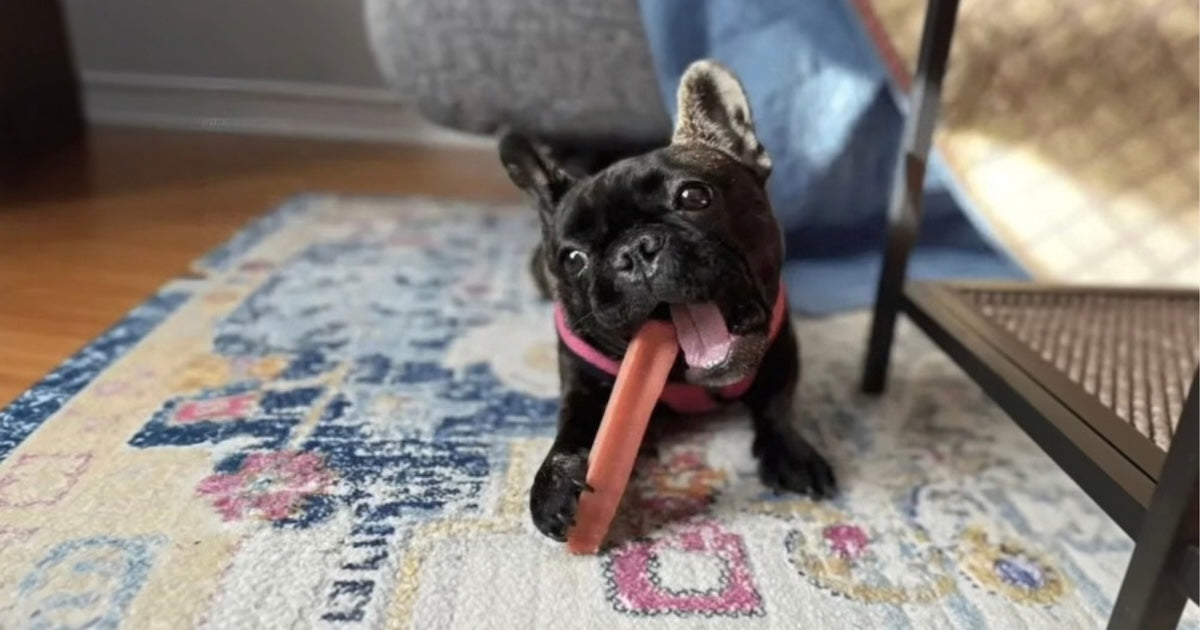 The Best Chews for Small Dogs