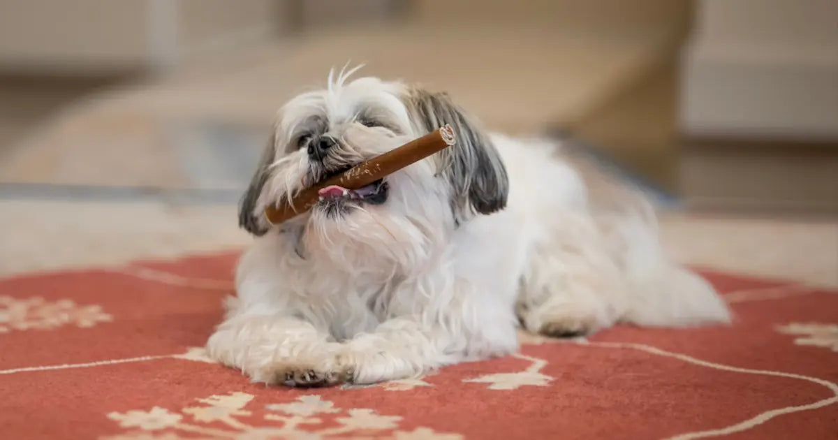 Are Collagen Chews Safe for Dogs?