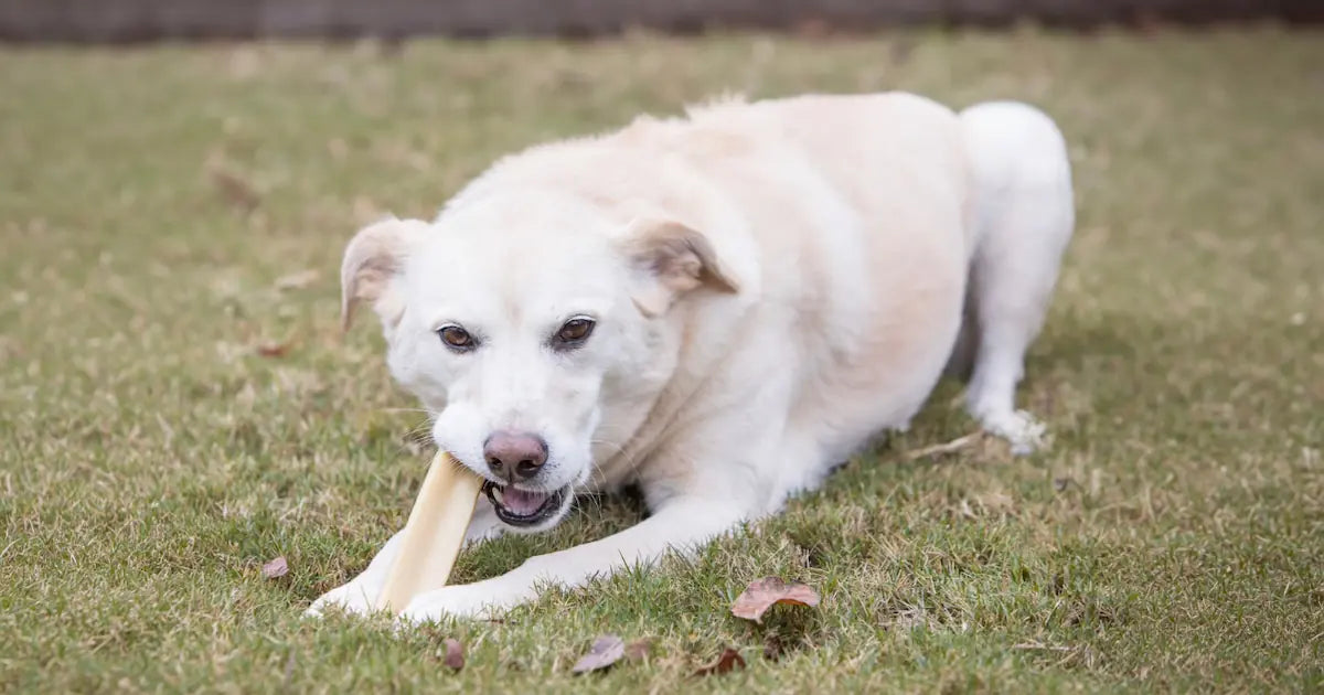 The Safest Dog Chews for Aggressive Chewers