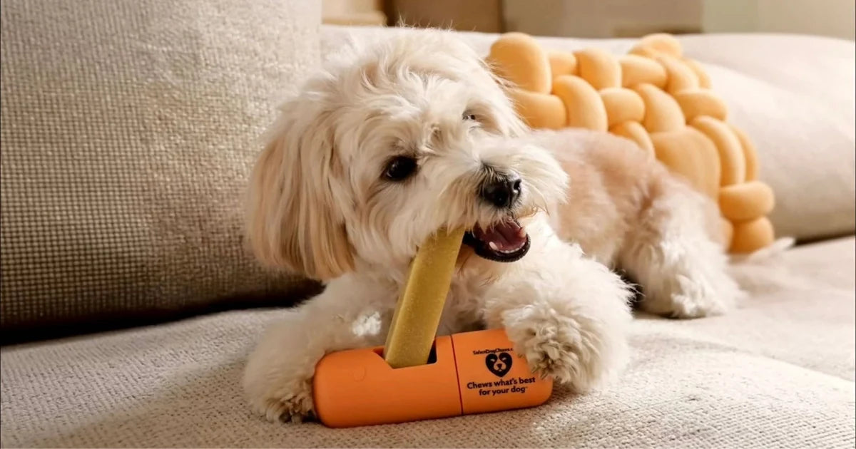 Why Use a Dog Chew Holder (and How to Pick One)