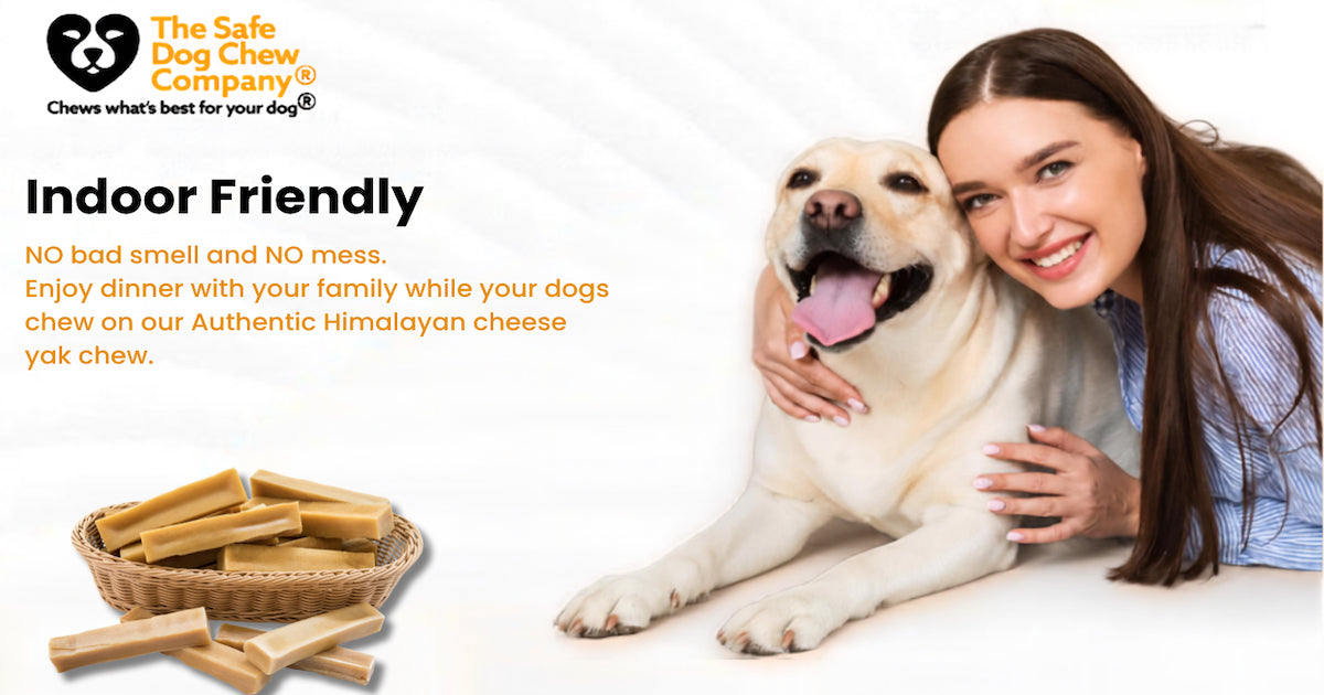 How to Build a Dog Dental Routine at Home