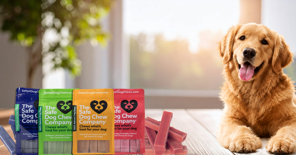 Safe Dog Chews: What's Best for Your Pet