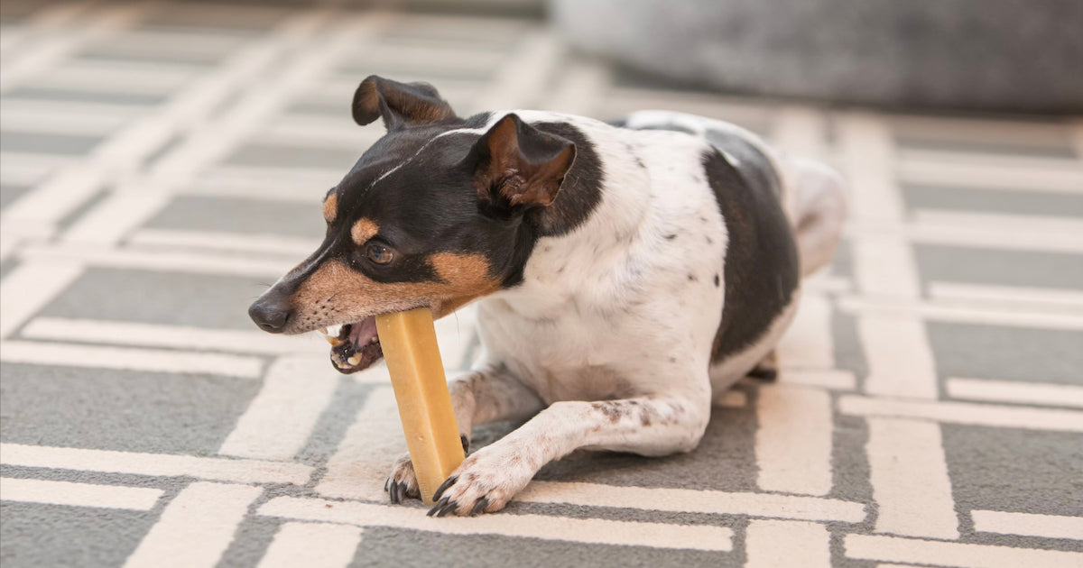7 Things Dog Chew Companies Don't Tell You That Every Dog Owner Needs to Know