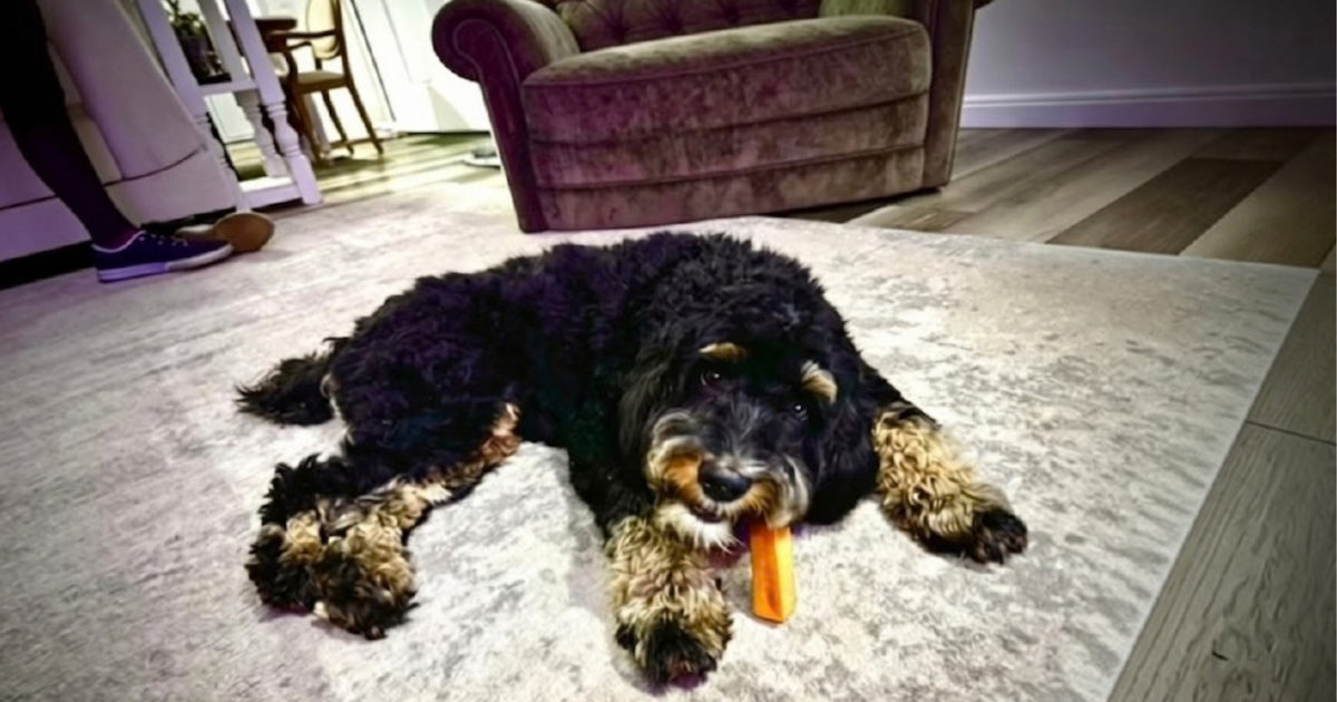 Safe Dog Chews: What's Best for Your Pet