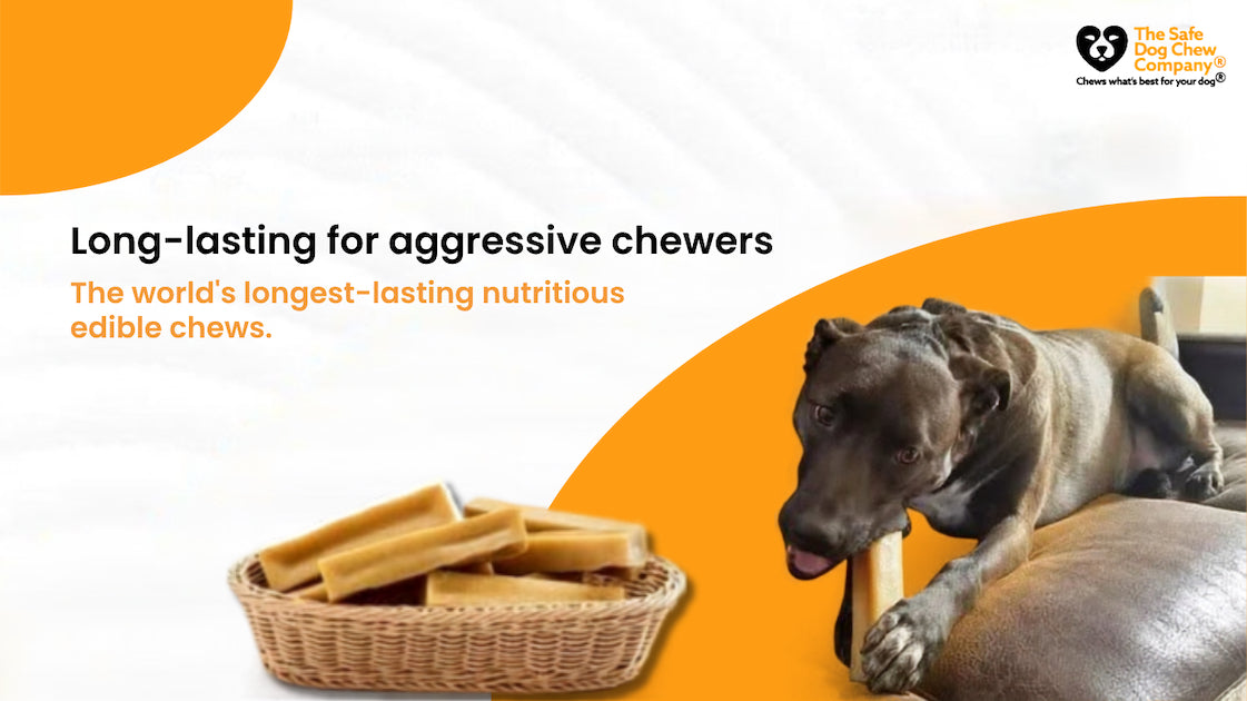 Top 10 Long Lasting Chews for Dogs