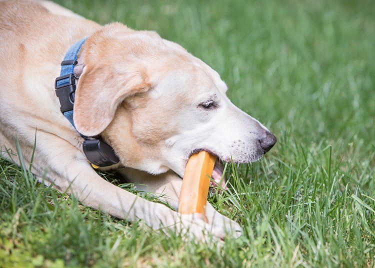 Too much salt in your dogs favorite Yak Chews? We have authentic Himalayan low sodium yak chews! - The Safe Dog Chew Company
