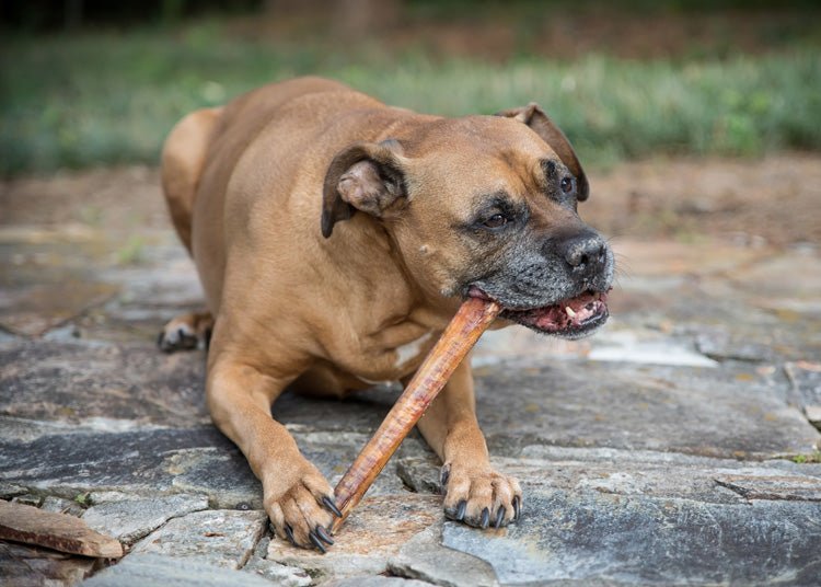 Safe dog chew