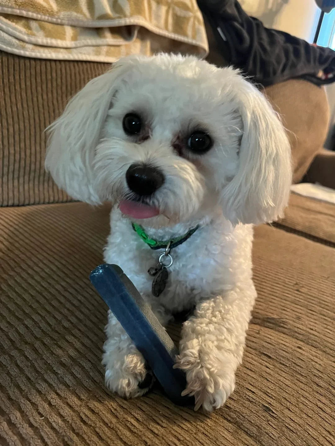 Yak Chews for Puppies: Safe Teething Guide