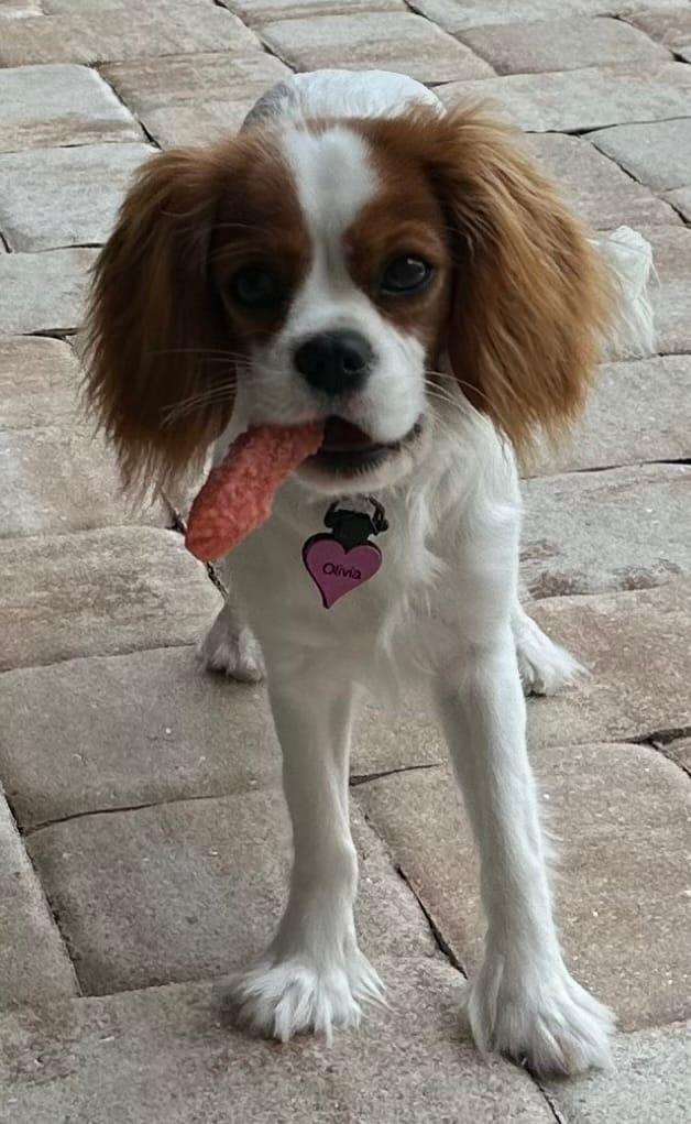 Safe Teething Puppy Chews for Sore Gums