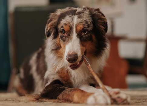 Seasonal Chew Care Tips for Dogs
