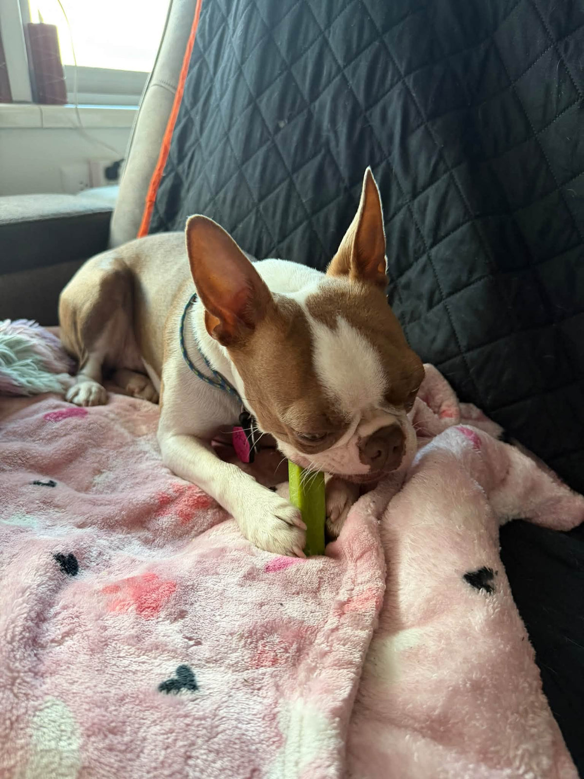 The Ultimate Dental Checklist Dogs Need
