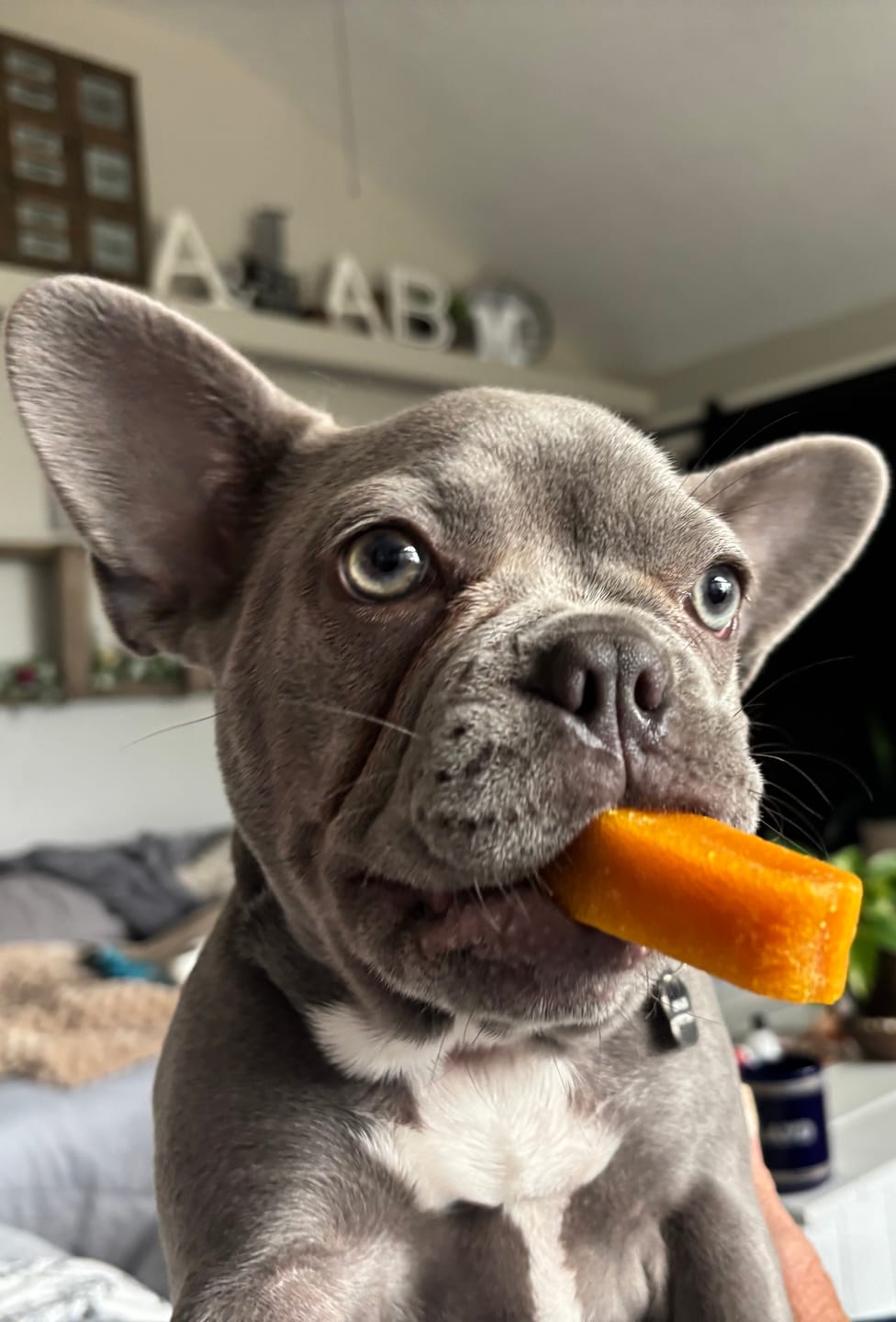 Dog chewing a long-lasting yak chew