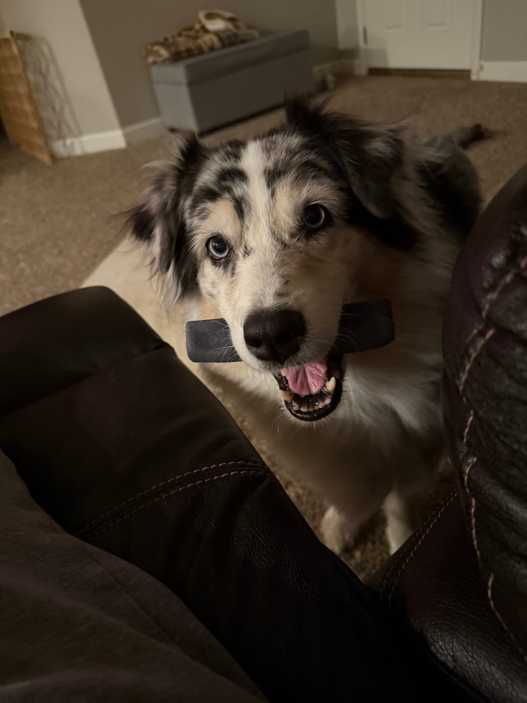 Clean, odour-free natural dog chew
