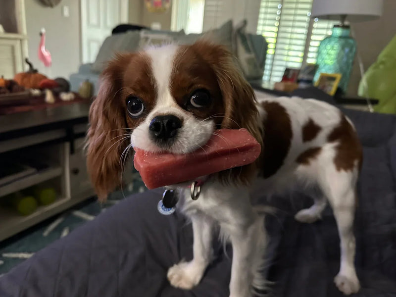 A spaniel lying on a sofa holding a yak chew in his paws