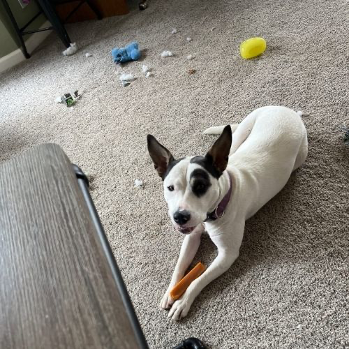 A dog lying on carpet with a yak chew between its paws, chewed toys around it