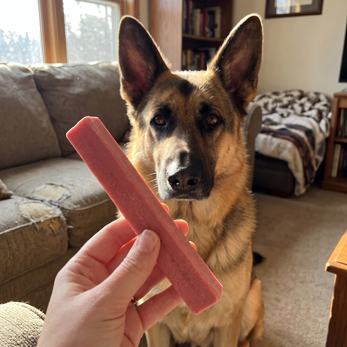A hand holding a Himalayan yak chew up next to a large dog waiting to chew it